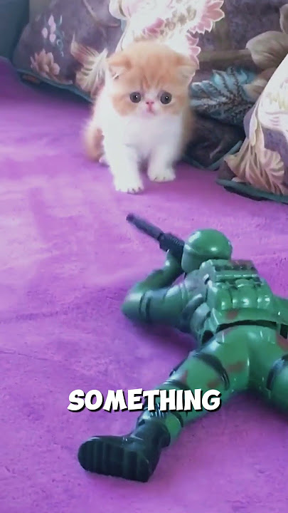 Cat Scares Me With Random Yowl 🗣️😿