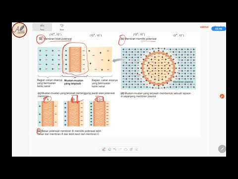 Video: Apakah perubahan dalam potensi membran yang mencetuskan potensi tindakan?