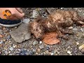 Rescuing a dying litter of puppies on a rainy daypawsitive journeys