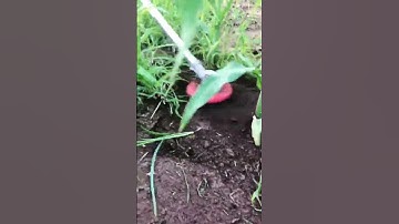 Lưỡi Cắt Dọn Cỏ Nhật Bản