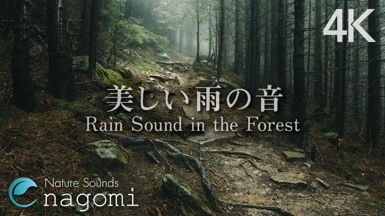 【自然音/ASMR】雨の音/森の雨音｜睡眠・瞑想・勉強用BGM｜立体音響 自然音・Nature Sounds