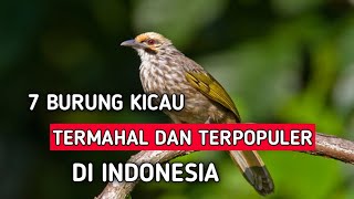 7 BURUNG KICAU TERMAHAL DAN TERPOPULER DI INDONESIA