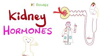 Renal Endocrine Function | Is your kidney a gland?