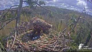 LDF.Milda aizlido.Svešinieks ielido ligzdā./Milda flies away. A stranger flies into the nest.17.04.