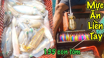 Câu Lôi Mực Phú Quốc | Mực Ăn Kéo Liền Tay Ngay Giã Đầu | Sơn Phú Quốc