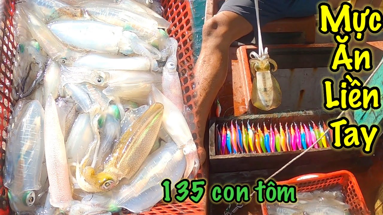 Câu Lôi Mực Phú Quốc | Mực Ăn Kéo Liền Tay Ngay Giã Đầu | Sơn Phú Quốc