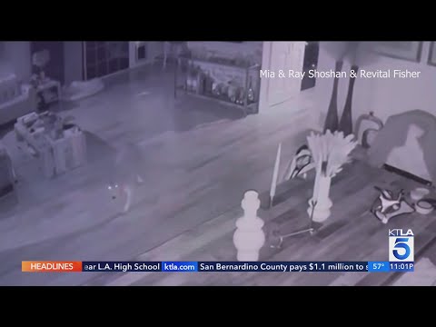 Coyote sneaks into Woodland Hills home through doggie door, stands off with cat