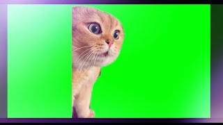 【音mad】Youkai cat zone #catmeme#猫ミーム#音mad#catmemes#youkaizone#ytpmv#猫マニア