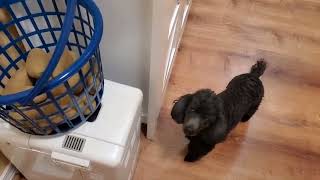 Extreme Declutter Laundry Room with my new Friend, Phoebe Boo Fay!