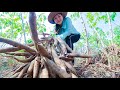 Bring Cassava From Hard Soil For Cassava Cake And Dessert - Cooking With Sros