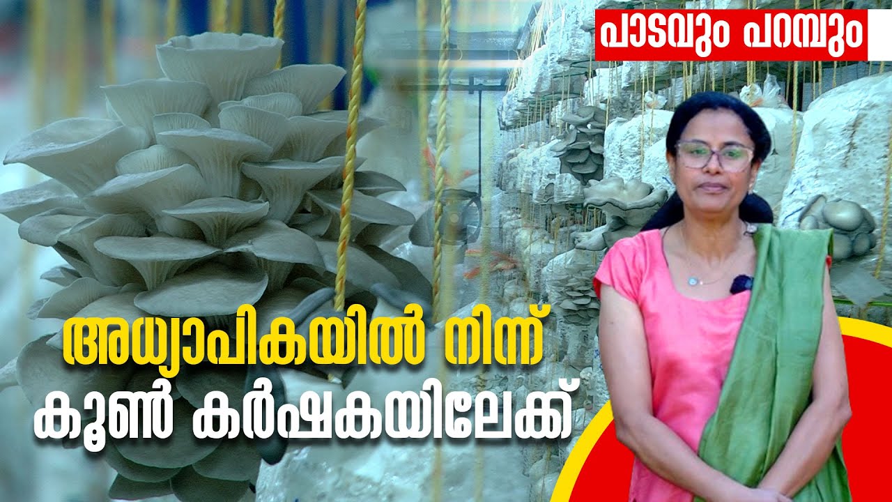 От учителя до фермера по выращиванию грибов | ВЫСОКОТЕХНОЛОГИЧНАЯ ГРИБНАЯ ФЕРМА |