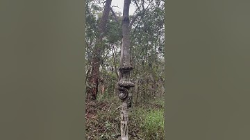 Carpet Pythons Are Expert Climbers