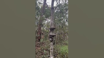 Carpet Pythons Are Expert Climbers