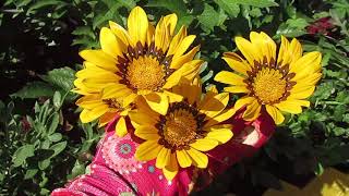 видео: Гацания во время цветения 21.07.2018 картинка: Гацания во время цветения 21.07.2018