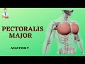 Anatomy  pectoralis major muscle  muscles of pectoral region