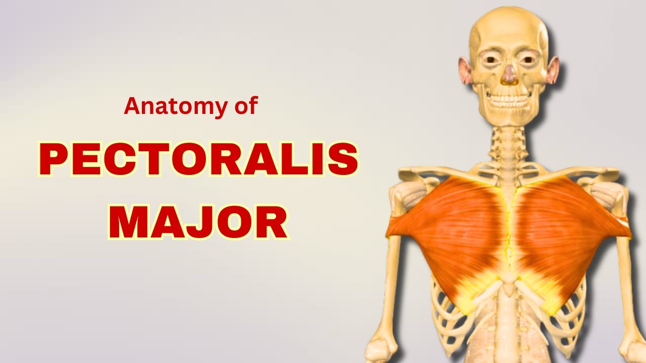 Anatomy | Pectoralis Major Muscle - Muscles of Pectoral Region - YouTube