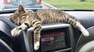 Tabby Stray Kitten Stopped a Young Man And Asked Him To Take Home