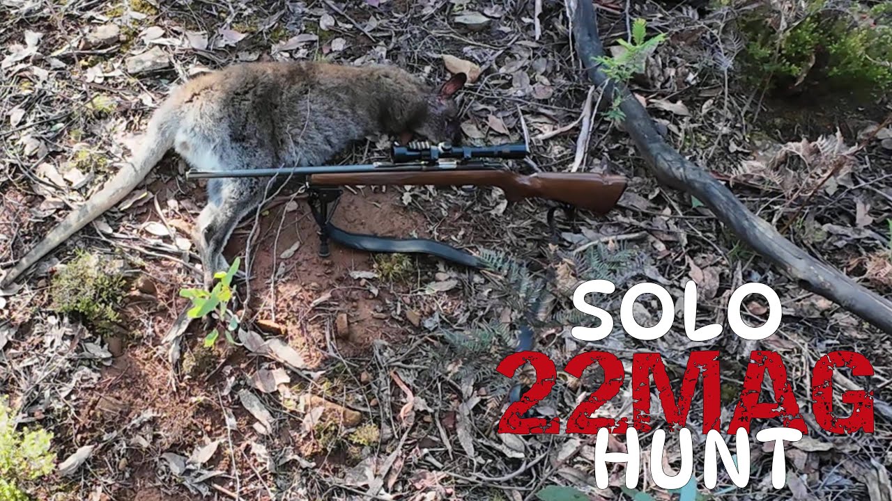 First Solo Hunt On Public Land - .22 Magnum |  Wallaby Tasmania