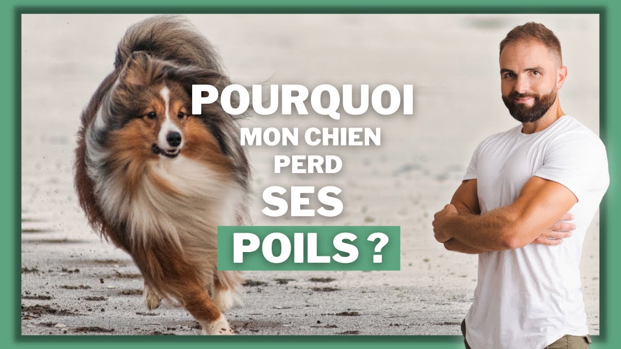 Perte De Poils Chez Le Chien Les Causes