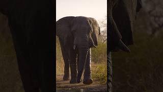 The Return of Elephants is Helping an Entire Ecosystem Recover 🐘