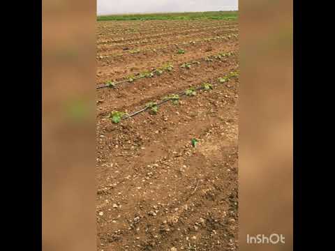 لكرعة لحرشة تنمو على مايورام