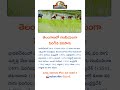 తెలంగాణలో గణనీయంగా పెరిగిన వరిసాగు #telugunews #farming #viralvideo