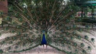 Beautiful Peacock   Dance on music