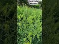 It's time to harvest Black Indian Musturd 😍