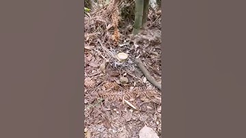 unique farming tool for cutting bamboo easily #shorts