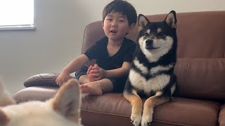 ２歳児と遊んでるウチの子がシベリアンハスキーに見えました...笑【ご報告も添えて】