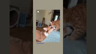 #cute animals #miscellaneous.  #acker bilk. #stranger on the shore