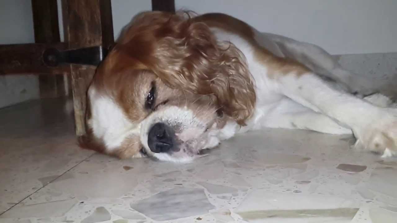 The loudest snoring Cavalier King 