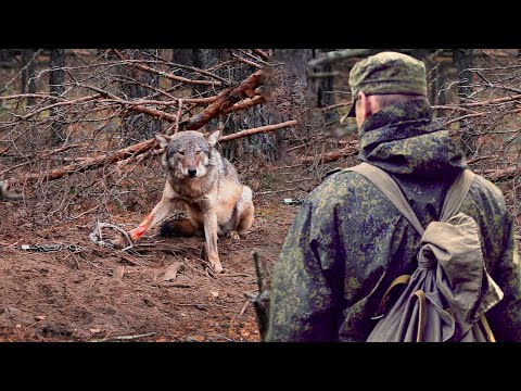 🐺(Часть1)Волк лежал и только тихо стонал,парень остановился, пораженный этим зрелищем!