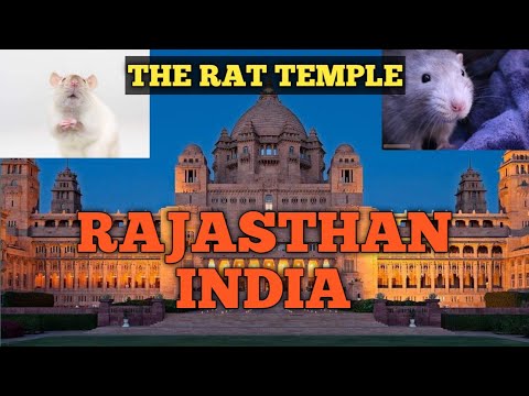 Karni Mata Mandir  Rat Temple      Deshnoke  Bikaner  Documentary  Vlog  2020
