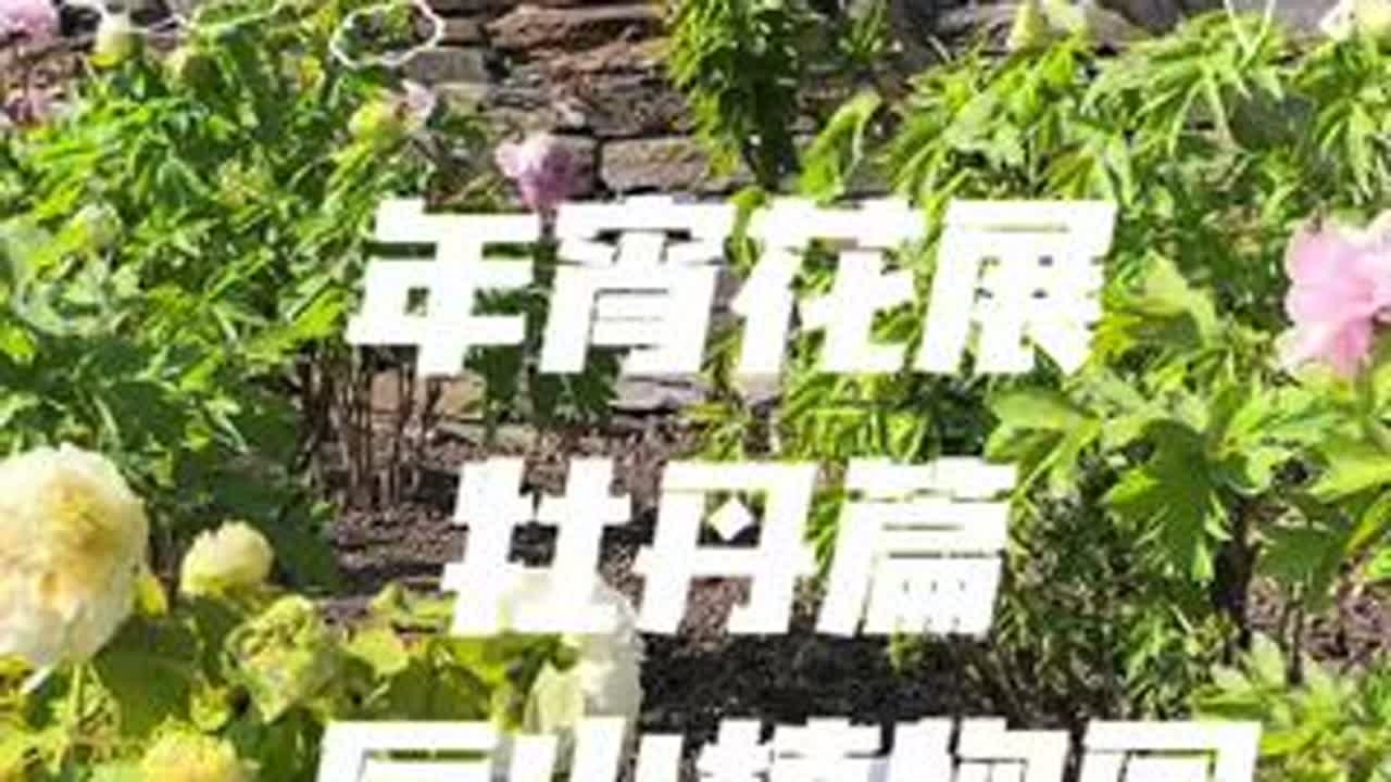 2026年2月20号，打卡辰山植物园年宵花展，牡丹花篇，展期到3月3号，门票🎫60。#辰山植物园 #辰山植物园牡丹花 #辰山植物园迎春花展 #牡丹花 #vlog日常