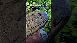 Meet The Jamaican Pond Cleaner  shorts