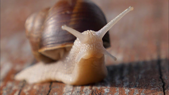 What's Up with Snails | Mini Documentary