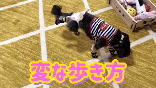 ウチの犬が初めて靴を履いたら、変な歩き方になった！