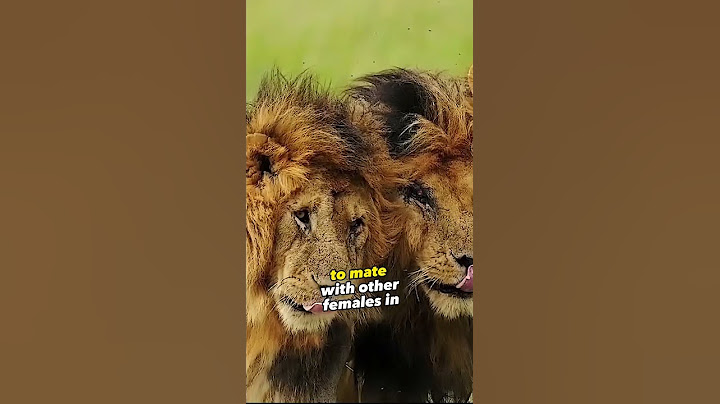 The most famous lion in history