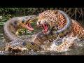 Most Terrifying Anaconda Attacks Ever Recorded | Wild Animals