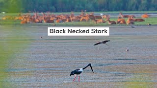 Black Necked Stork King Of The Marshes