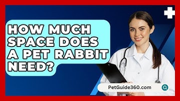 How Much Space Does a Pet Rabbit Need? - PetGuide360.com