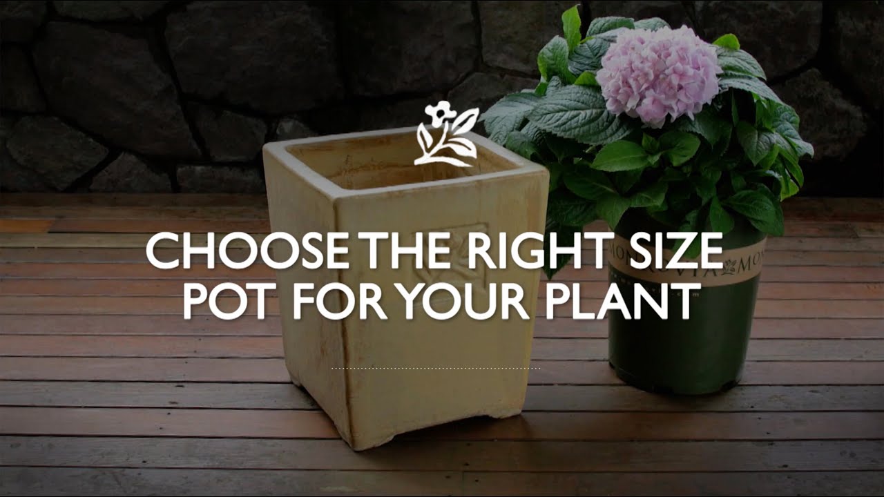 Right Size Pot For Your Plant