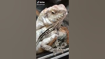 #sloth #python #discovery(2)