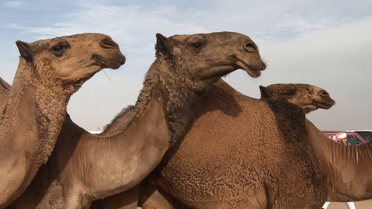 منقية أبناء المرحوم حمد بن مغثية "الطوافح"