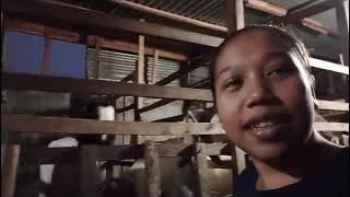 Peras susu kambing,subuh hari