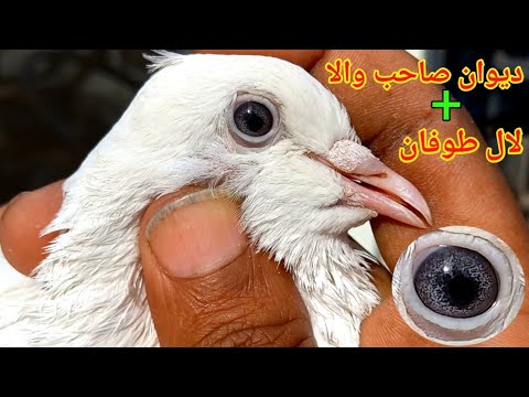 Dewan Sab Wala + Laal Tofan 📲 0322.8483593 || Pigeons Gallery ||