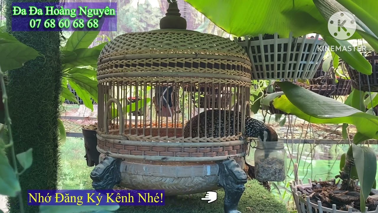 (Đã về nhà mới) Chim Đa Đa Gáy tìm Anh Em cao nhân đi Dợt lên mồi!!!