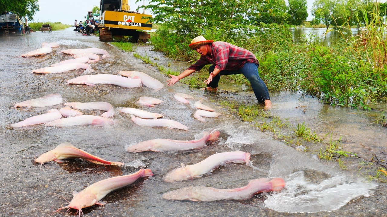 I found a lots catfishes swimming on the road flooding behind the excavator!