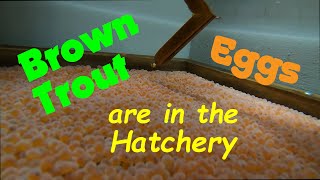Brown Trout Eggs are in the Hatchery!